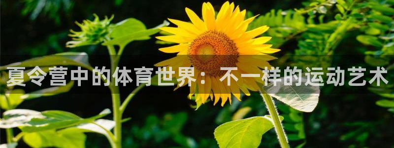 欧亿体育官方正版app新能源：夏令营中的体育世界：不